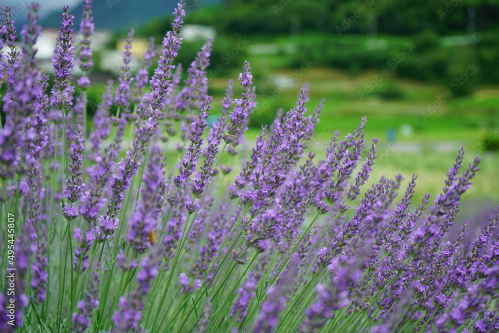 Hokkaido's famous lavender field