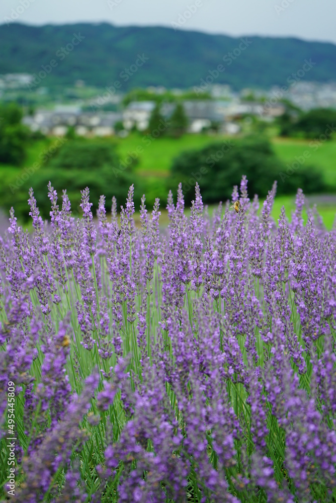 Fototapeta premium Hokkaido's famous lavender field