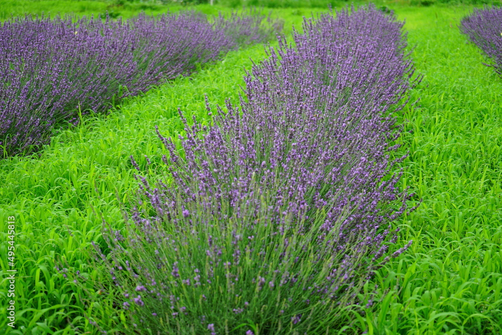 Obraz premium Hokkaido's famous lavender field