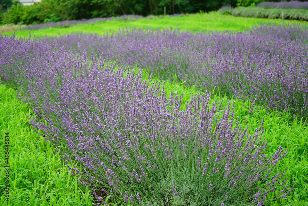 Obraz premium Hokkaido's famous lavender field