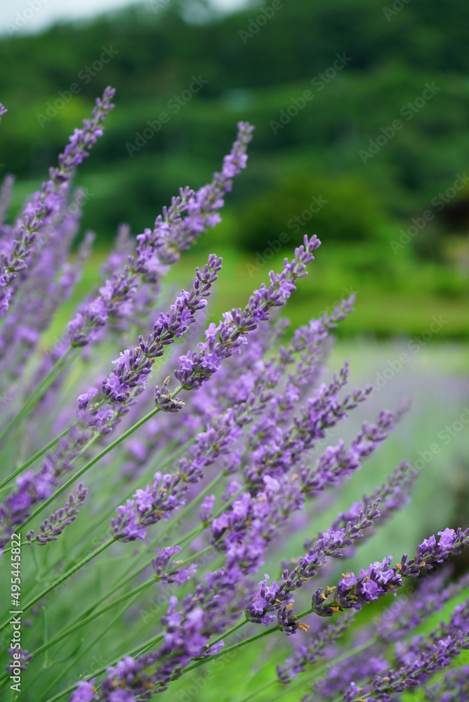 Fototapeta premium Hokkaido's famous lavender field
