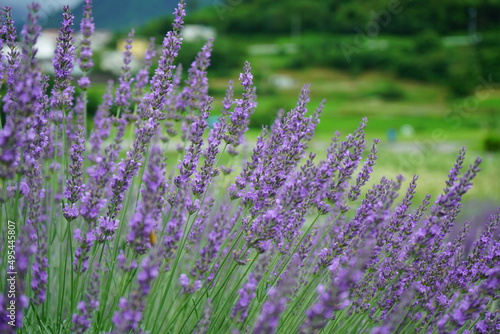 Hokkaido s famous lavender field