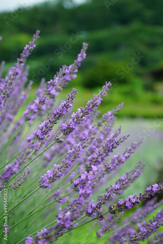 Hokkaido's famous lavender field