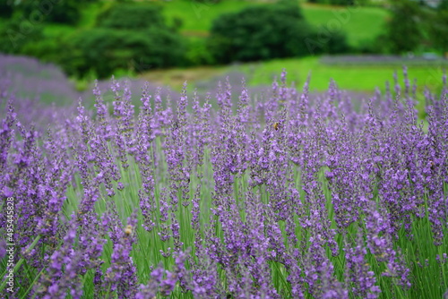 Hokkaido's famous lavender field