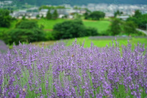 Hokkaido's famous lavender field © travelers.high