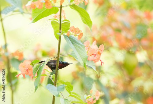 Van Hasselt’s Sunbird