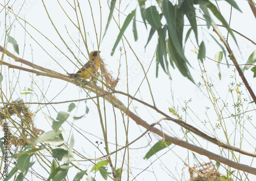 Asian Golden Weaver