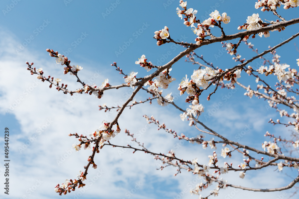 Blooming tree branch on a blue sky background Blooming tree branch on a blue sky background