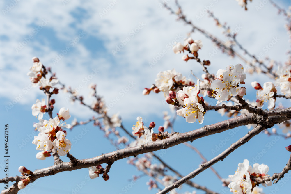 Blooming tree branch on a blue sky background Blooming tree branch on a blue sky background