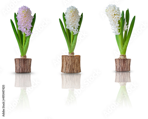 Three hyacinths in a pot. Isolate on a white background 