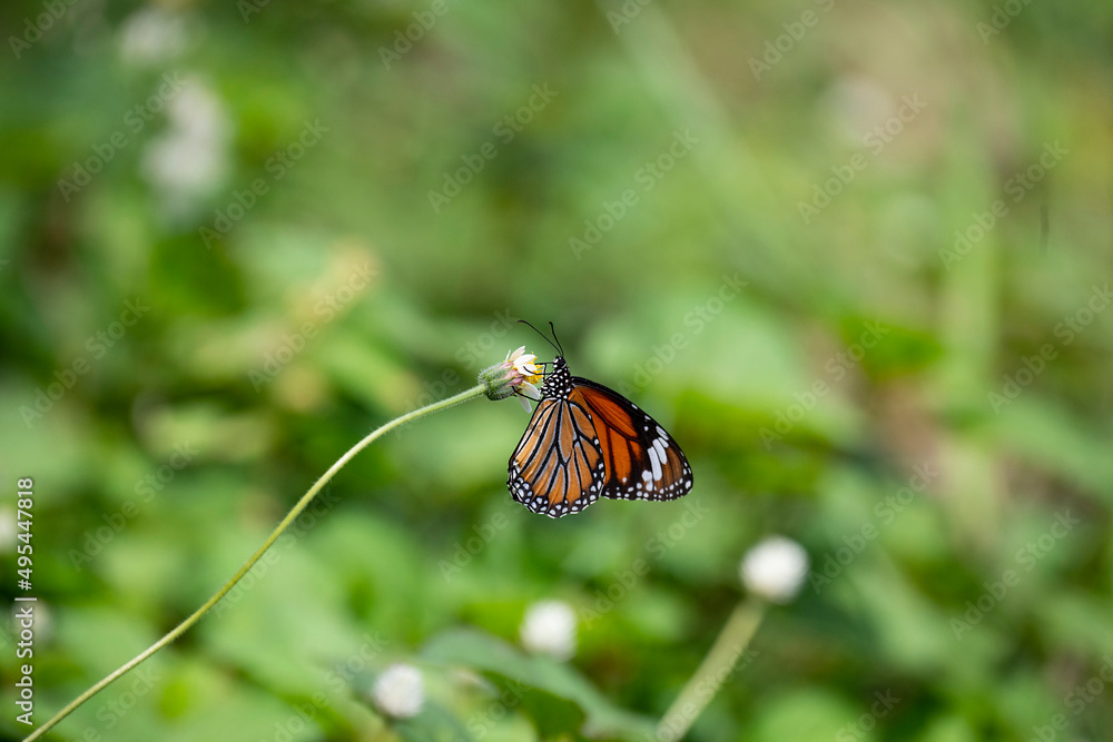 Obraz premium Butterfly