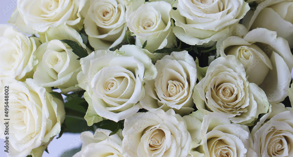 front top macro photo of a bouquet of white roses, wide format for background and studio photo front top macro photo of a bouquet of white roses, wide format for background and studio photo