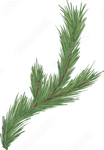 Spruce Branch Hand Drawn Illustration