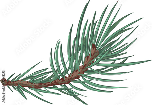 Spruce Branch Hand Drawn Illustration