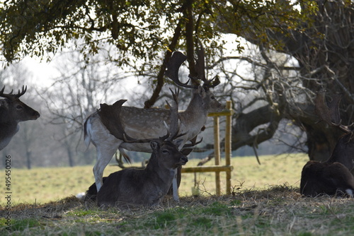 fallow deer in a field