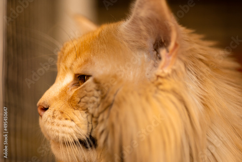 Beautiful light red golden fluffy muzzle of a Maine Coon cat with a big mane, in a cage behind bars, close-up, side view