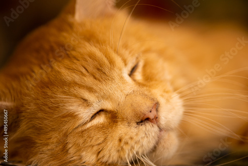 Beautiful red fluffy purebred Maine Coon cat sleeps, close-up, face