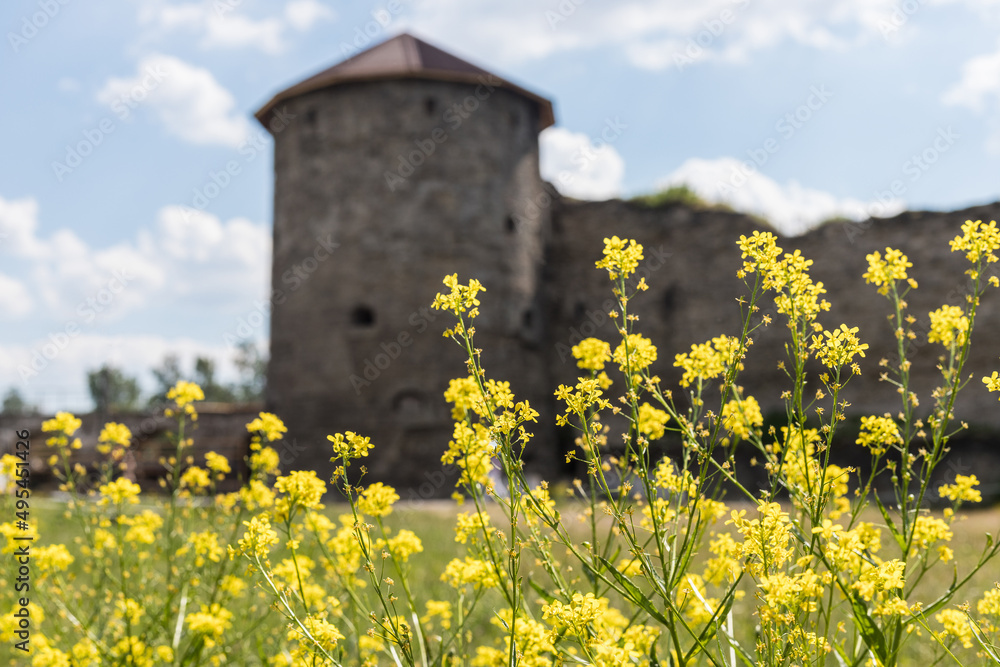 Yellow flowers on the background of an old castle out of focus against a blue sky. Fortress tower, defensive tower. Medieval architecture