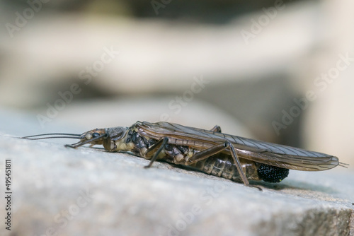 Duży groźnie wyglądający owad siedzący na kamieniu.