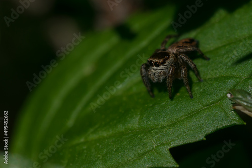 Mały skaczący pająk z wielkimi oczami, skakunowate (Salticidae). 