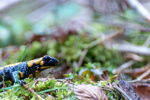 Salamandra (salamandridae) płaz ogoniasty w naturalnym środowisku.
