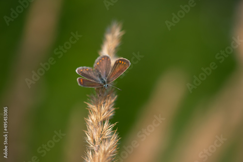 Motyl występujący w Polsce, Modraszek ikar (Polyommatus icarus) samica na zielonym tle. 