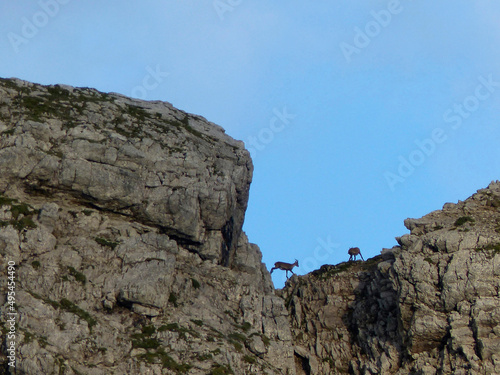 Herd of Chamois (Rupicapra rupicapra) in the Karwendel Mountains in Austria