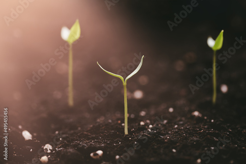 A new young sprout sprouts from the ground and stretches towards the light.