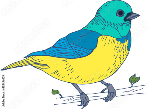 Tropical Exotic Bird Hand Drawn Illustration