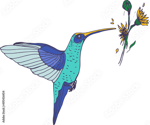 Exotic Bird Hummingbird Hand Drawn Illustration