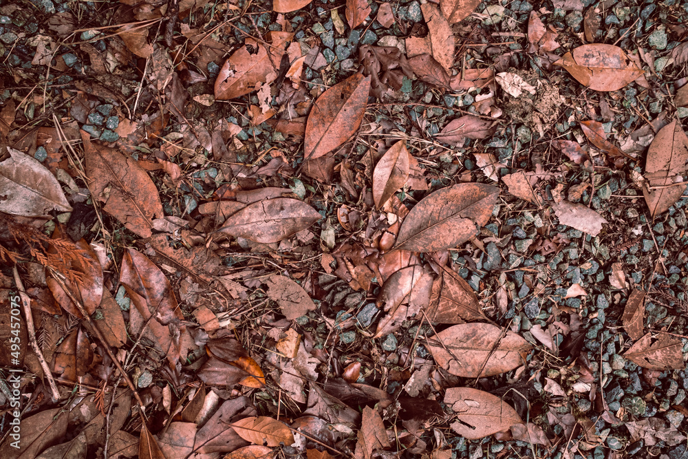 Autumn background. Dark red leaves on the floor. High quality photo Autumn background. Dark red leaves on the floor. High quality photo