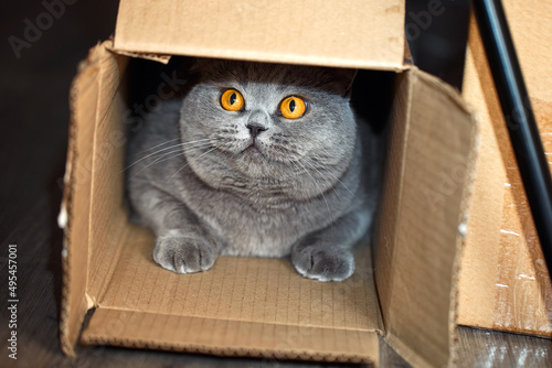 A domestic British cat hides in a cardboard box