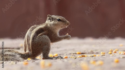 Indian palm squirrel or three-striped palm squirrel (Funambulus palmarum) is a species of rodent in the family Sciuridae found naturally in India (south of the Vindhyas) and Sri Lanka. photo