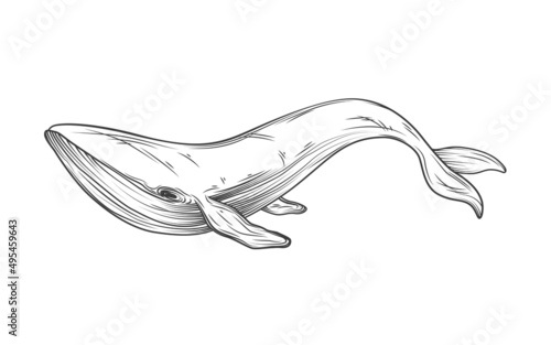 Whale sketch. Vector illustration isolated on white background