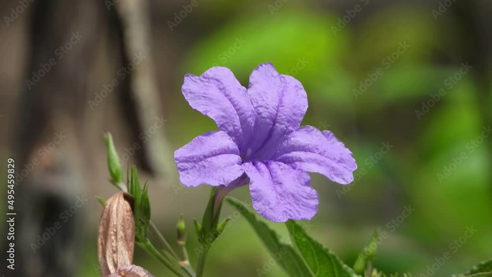 beautiful ruellia tuberosa flow .ers of india beautiful ruellia tuberosa flow .ers of india