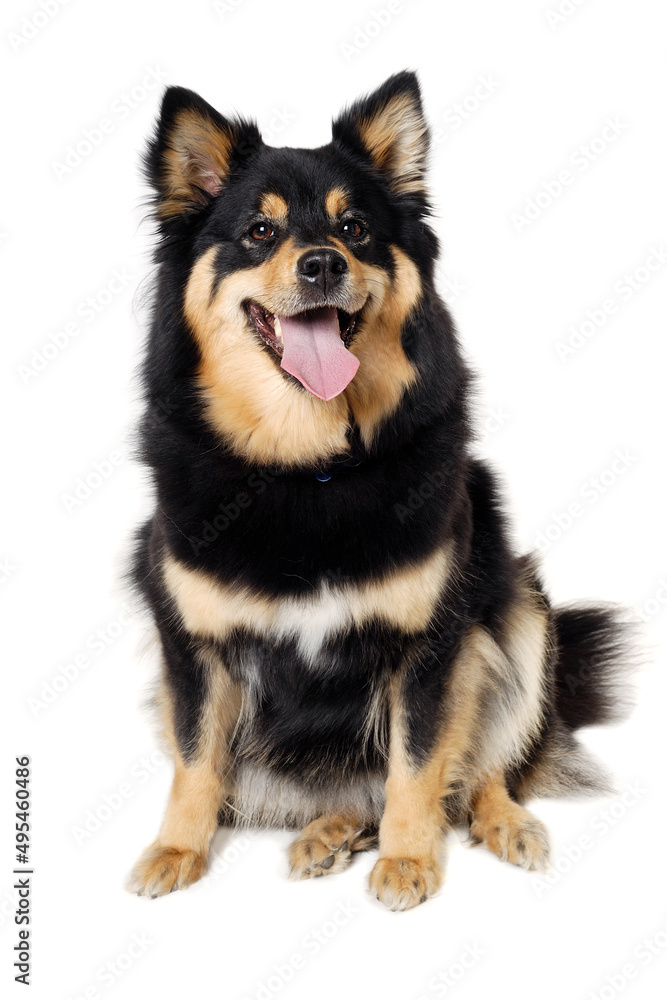 Happy Finnish Lapphund dog sitting on a white background Happy Finnish Lapphund dog sitting on a white background
