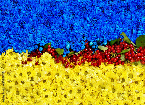 Abstract viev wits flowers in colors of the national flag of Ukraine and viburnum, which symbolizes the blood of war. (War in Ukraine - concept).