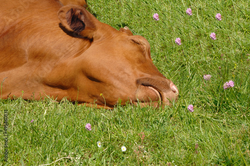 Cow is sleeping on green grass