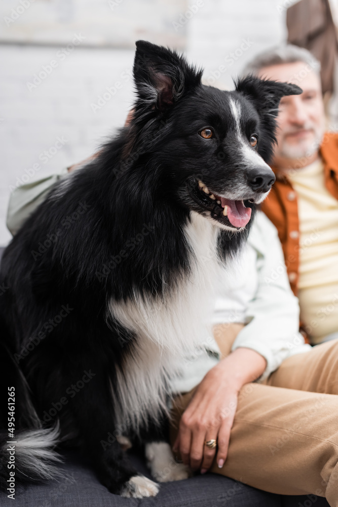 Border collie dog sitting on couch near couple at home.