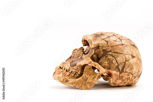 Fotografía skull of prehistoric man, Skull of homo neanderthalensis isolated on white backg