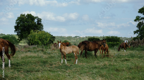 Herd of horses with young horse in Texas rural ranch field during summer.