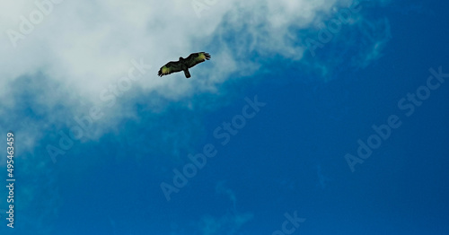 Drapieżny ptak szybujący na rozpostartych skrzydłach na tle błękitnego nieba i białej chmury. 