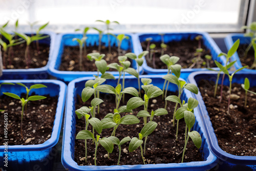 growing seeds on the windowsill. eggplant seedlings