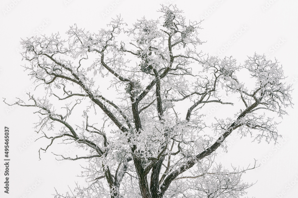snowy winter acacia tree silhouette covered in frost on white sky background 