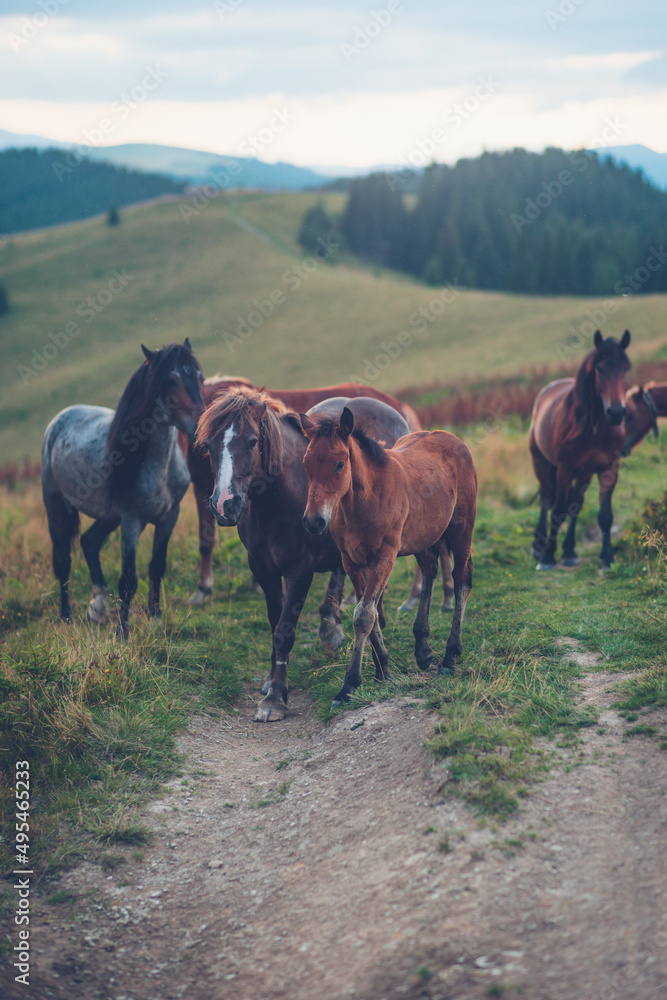 herd of horses in the mountains Ukraine Carpathians