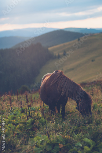horse in the mountains eats grass against the backdrop of sunset Ukraine