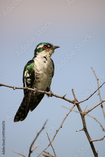 Diederik Cuckoo, Kruger National Park photo