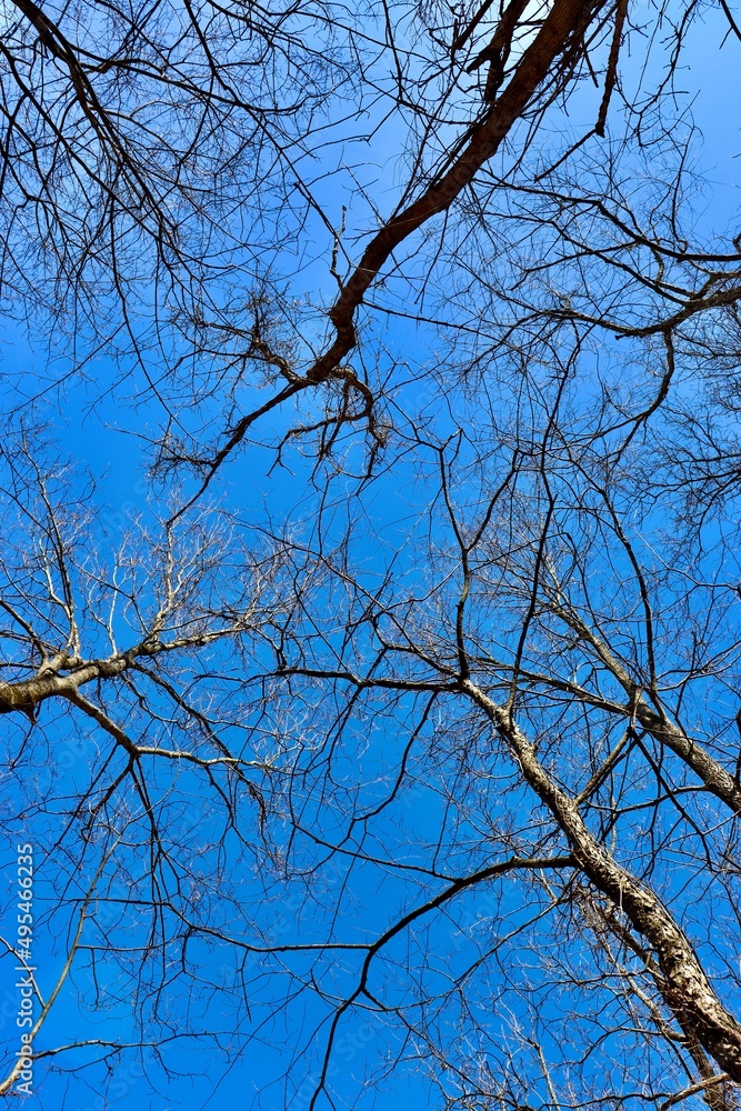 The branches of the tall trees with a blue sky. The branches of the tall trees with a blue sky.