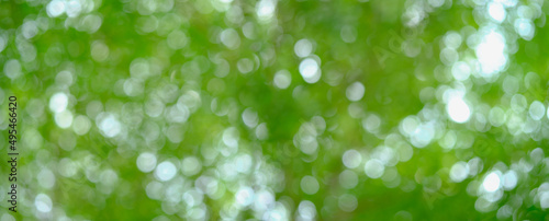 Green bokeh background of tree leaves