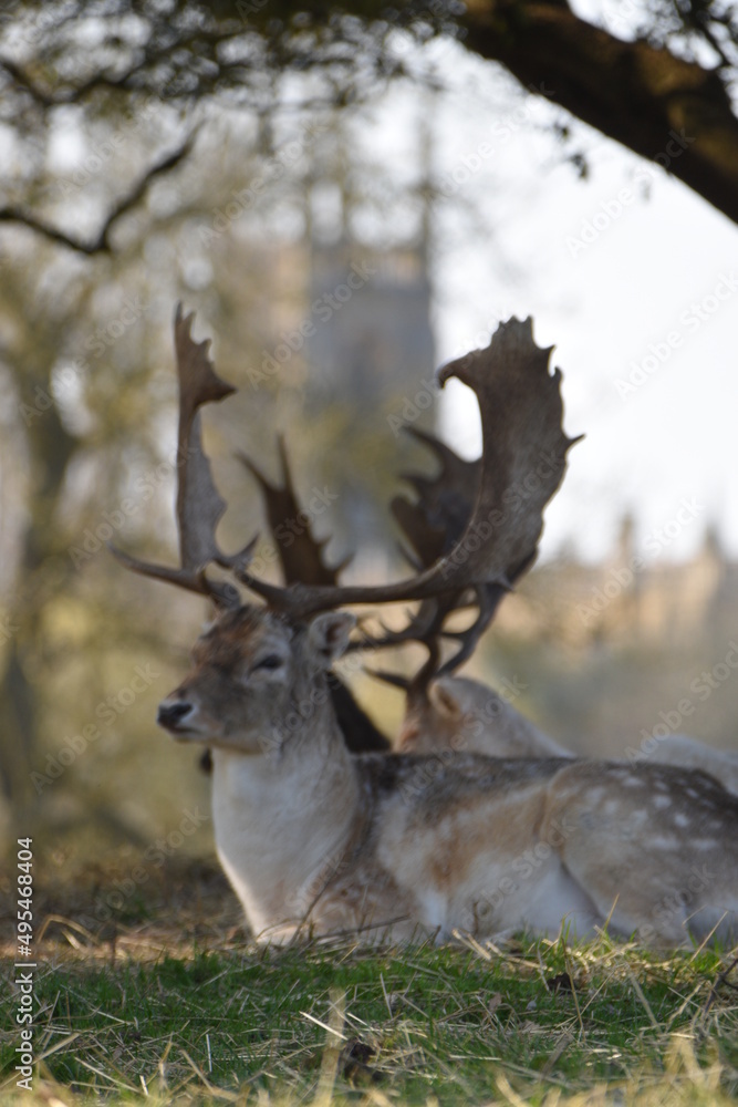 some fallow deer in a park some fallow deer in a park